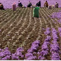 24هکتار زمین مزروعی پیچ ساغروان|اجارهٔ دفتر صنعتی، کشاورزی، تجاری|مشهد, میان ولایت|دیوار