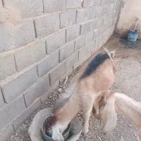 کهرنرگوشتی به فروش میرسد|حیوانات مزرعه|زابل, |دیوار