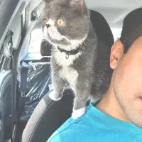 واگذاری|گربه|بیرجند, |دیوار