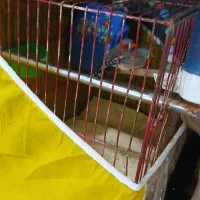 یک جفت فنچ|پرنده|شیروان (خراسان), |دیوار