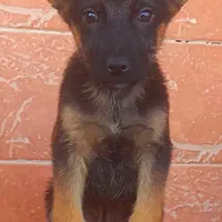 سگ ژرمن شیپرد جرمن کینگ سایز موکوتاه شاه توله (نر)