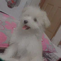 سگ نر میکس پامر وپودل