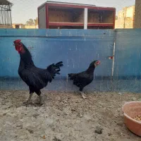 مرغ و خروس لاری مینیاتوری کوشامو|حیوانات مزرعه|اسلام‌شهر, زرافشان|دیوار