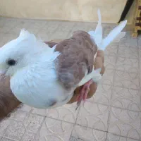 کبوتر پشتی نر|پرنده|شیراز, شهرک بهار|دیوار