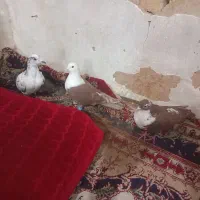 کلاغ سرخ کروباتی سرخ سوسکی بزک|پرنده|مشهد, شهید قربانی|دیوار