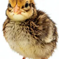 جوجه بلدرچین