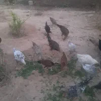 مرغ وخروس|حیوانات مزرعه|گتوند, |دیوار