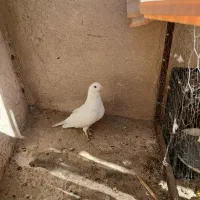 یک جفت کفتر خوب