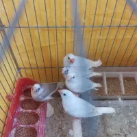 فنچ|پرنده|شیراز, فرگاز|دیوار