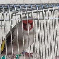 سهره کرمونی نر دهن زن