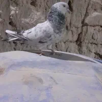 یک کبوتر کله‌ای|پرنده|سراوان, |دیوار