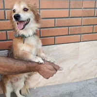 سگ اشپیتز|سگ|کرمان, |دیوار