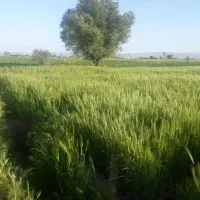 زمین زراعتی ۱۰ جریب