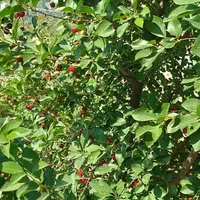 باغ شهری/ ۶۰۰ متری/فاروق/پرداخت شرایطی|فروش زمین و ملک کلنگی|سیدان, |دیوار