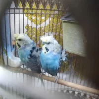 مرغ عشق پروانه ای