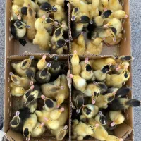 اردک پکنی با کیفیت