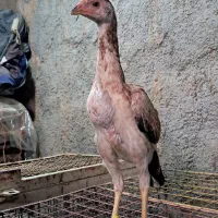 جوجه اوشامو