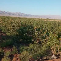 ۶۰۰ قصب زمین پسته ای و ۸ ساعت اب