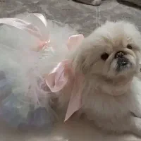 واگذاری سگ بانمک