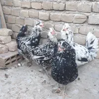 تخم مرغ گلین|حیوانات مزرعه|سبزوار, هویزه|دیوار