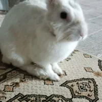خرگوش