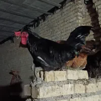 خروس ازنسل سلطان