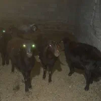 پنج عدد میش داشتی|حیوانات مزرعه|طاغنکوه, |دیوار