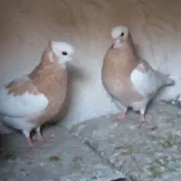 بهبهانی ارسنجان