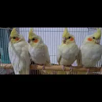 ۴ عروس ۱ساله|پرنده|هندمینی, |دیوار