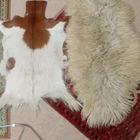 تعداد ۲ عدد پوست گوسفند یک عدد میش ویک عدد بز