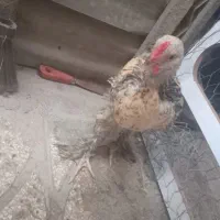 جوجه مرغ برهما پاپرچهل تاج ۲ماه ونیم
