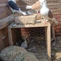 کبوتر دزدیده شده