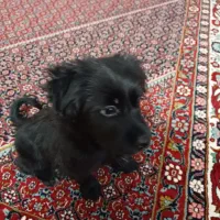 تعویض دوتا سگ نژاددار نر و ماده با سیستم ماشین|سگ|زنجان, |دیوار