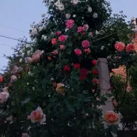 خدمات باغبانی|خدمات باغبانی و درختکاری|ارومیه, |دیوار