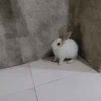 خرگوش بچه چند ماهه سفید|موش و خرگوش|مشهد, رضاشهر|دیوار