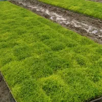 ۱۰۵ عددباکس درجه یک