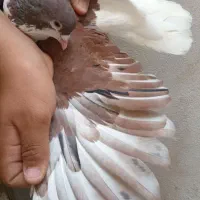 کبوتر