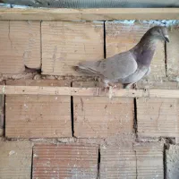 کبوتر|پرنده|قم, شهر قائم|دیوار