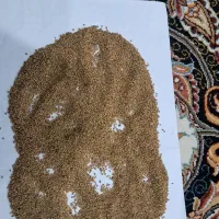 بذر یونجه طاها .بذر ذرت 704 مهندس موسوی