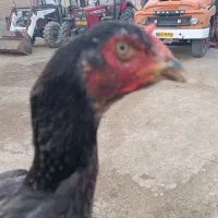 یک عدد مرغ لاری طوسی اصیل