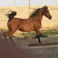 خرید و فروش اسب های زیبایی و کورسی|اسب و تجهیزات اسب‌سواری|بندر گناوه, |دیوار