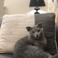 گربه اسکاتیش|گربه|گلبهار, شهر جدید گلبهار|دیوار