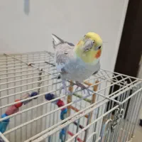 عروس هلندی نر