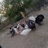 بوقلمون نر  و  ماده