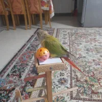 طوطی گرینچیک سخنگو|پرنده|رشت, بیجارپس|دیوار