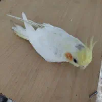 یک عدد عروس هلندی ماده