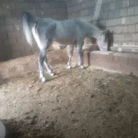 مادیان کردوپر خون