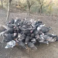 فروش ویژه بوقلمون نر و ماده|حیوانات مزرعه|رضوانشهر, |دیوار