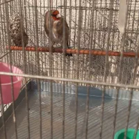 سهره کرمانی