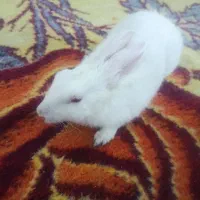 خرگوش